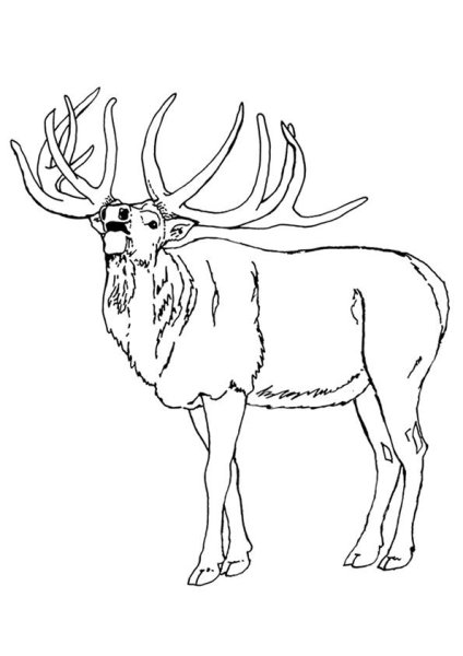 Северный олень раскраска для детей