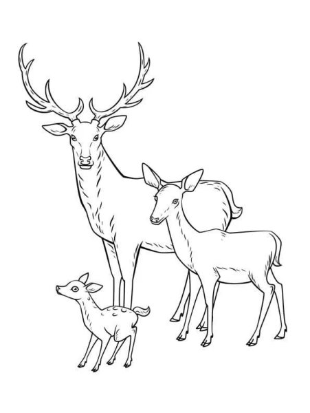 Олень раскраска для малышей