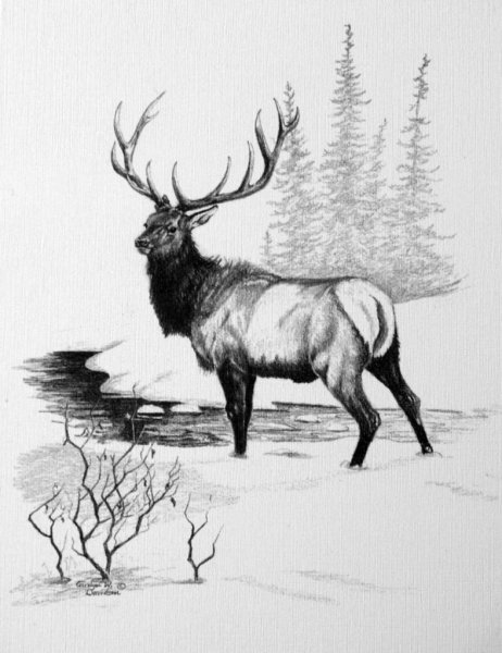 Северный олень раскраска