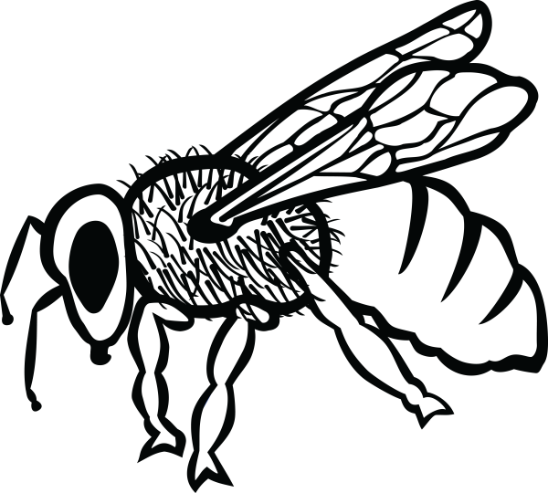 Шершень раскраска