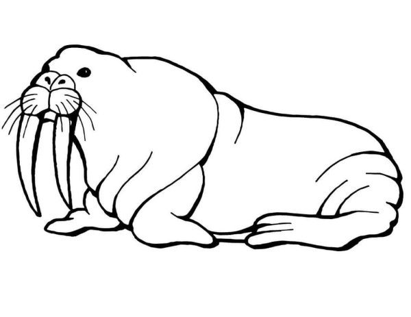 Морж раскраска для детей