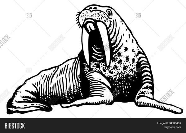 Морж вектор чб