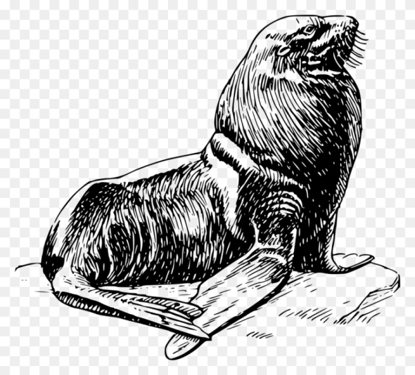 Морж картинка для печати