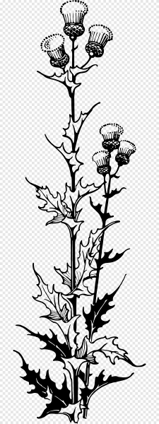 Чертополох узор