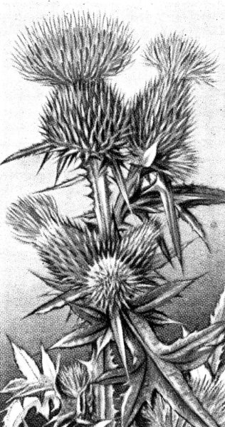 Чертополох в шотландских гравюрах