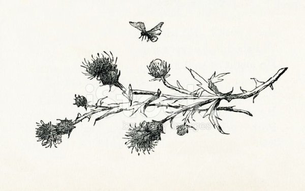 Чертополох тату эскизы