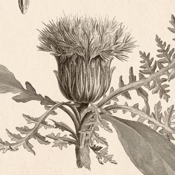 Ботанические Гравюры чертополох