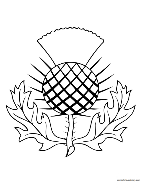 Чертополох символ Шотландии раскраска