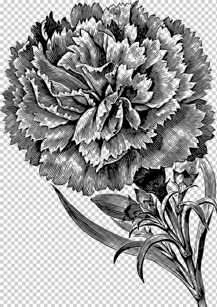 Гвоздики Графика