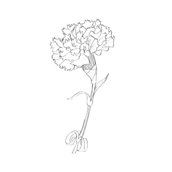 Гвоздики раскраска