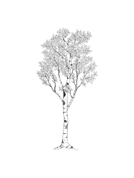 Береза рисунок