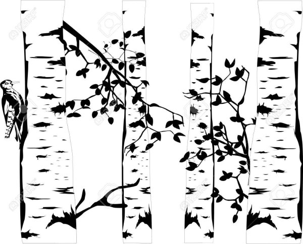 Силуэт березы