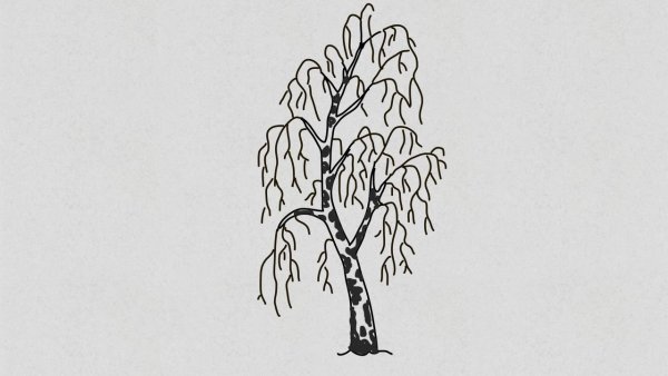 Береза раскраска