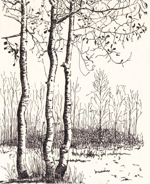 Береза раскраска