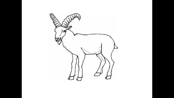 Горный козел рисунок