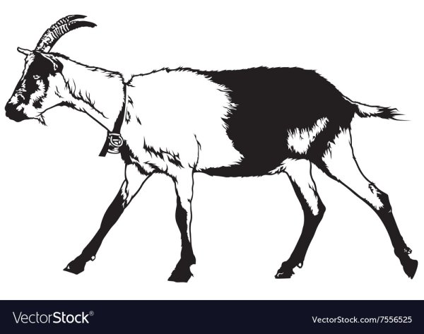 Черно белый козел