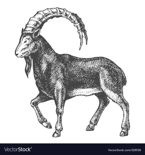 Безоаровый козел в древности