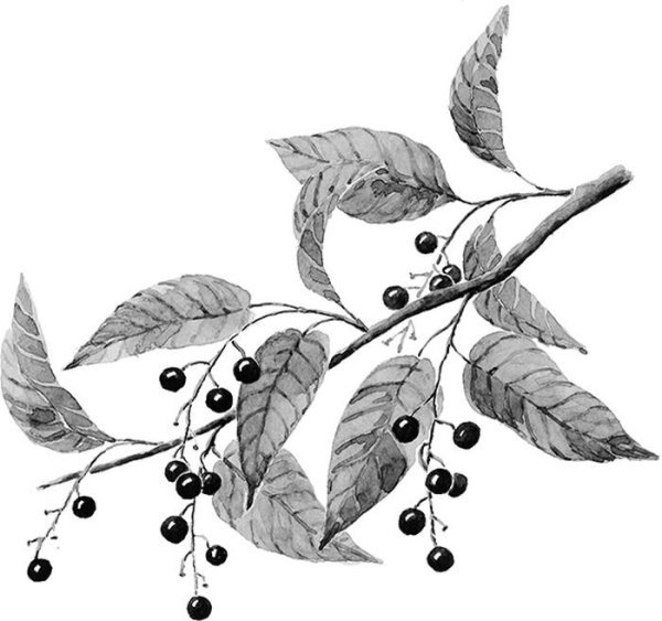 Черемуха карандашом