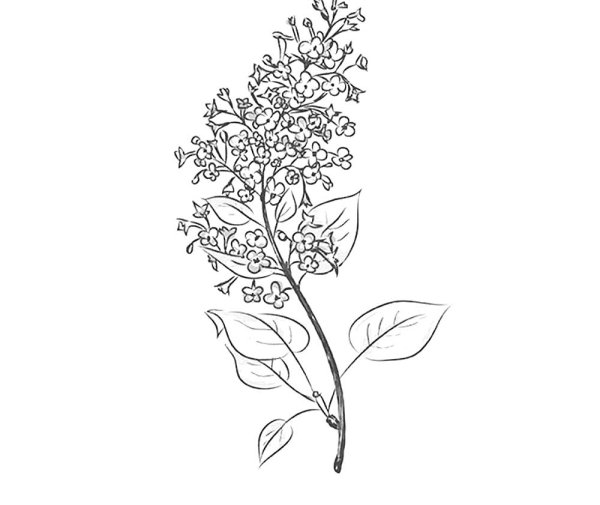 Черемуха рисунок