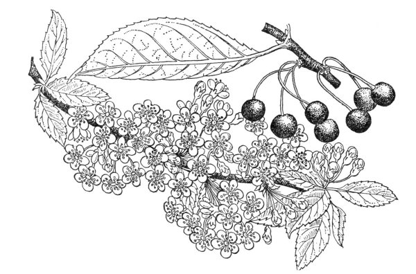 Раскраска цветы сирень