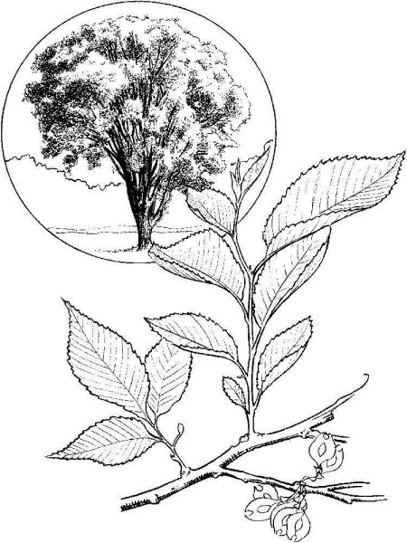 Арония черноплодная ветки