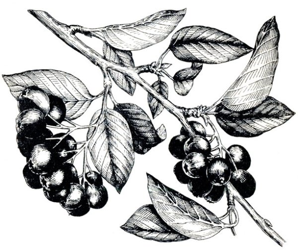 Рябина рисунок