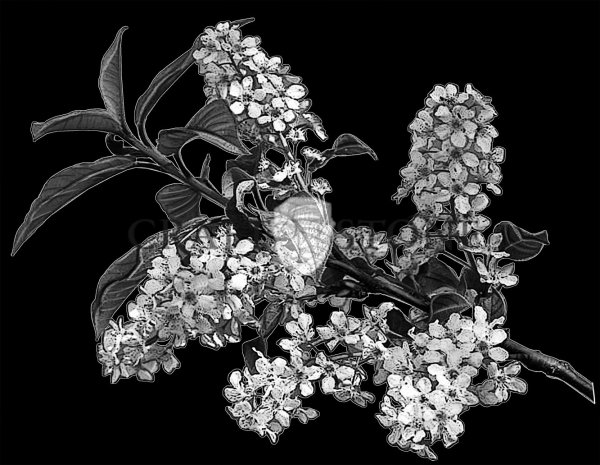 Черемуха дерево