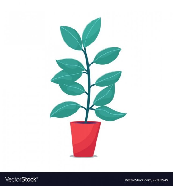 Цветы комнатные флэт