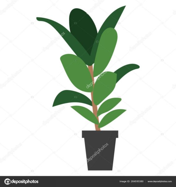 Фикус вектор