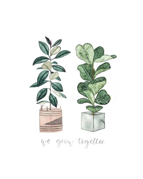 Фикус эскиз