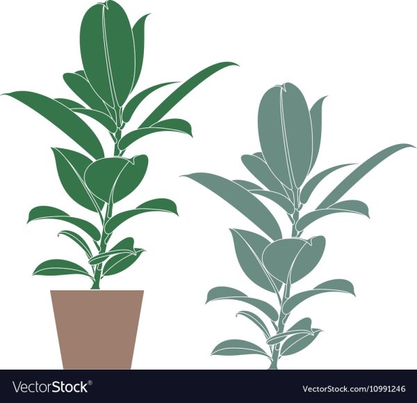Векторные растения фикус в кадке