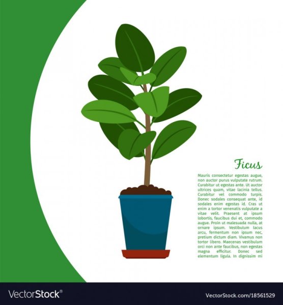 Фикус для дошкольников