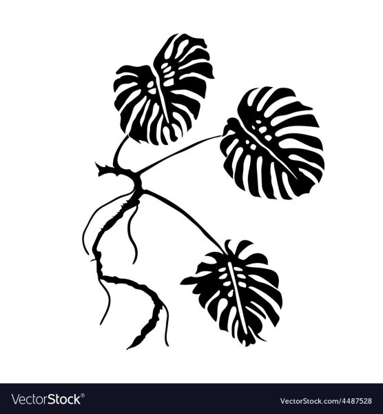 Монстера вектор контур