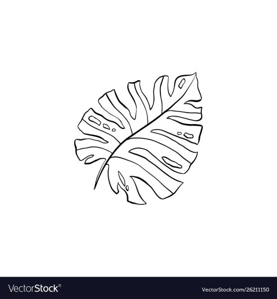 Контур лист монстеры монстеры