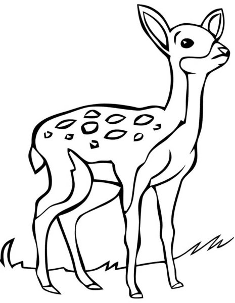Олененок раскраска для малышей