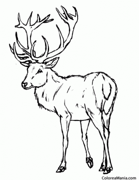 Благородный олень рисунок