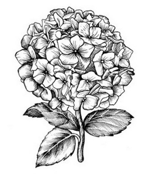 Гортензия чб