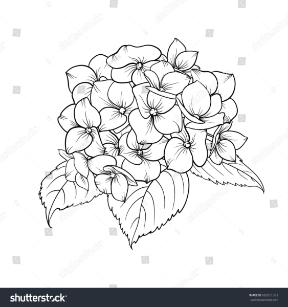 Гортензия контур