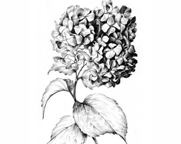 Скетч гортензия метельчатая