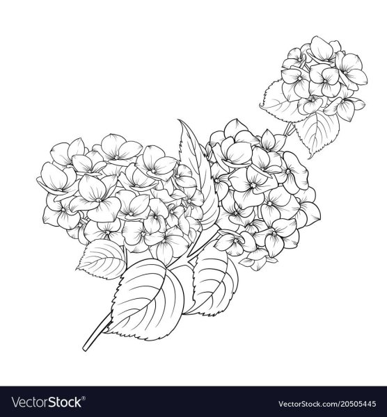 Гортензия карандашом набросок