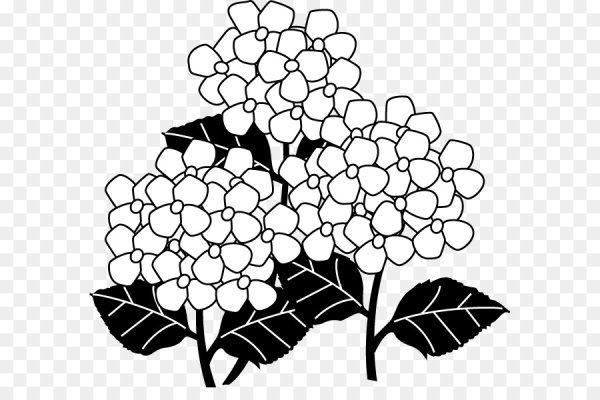 Гортензия силуэт