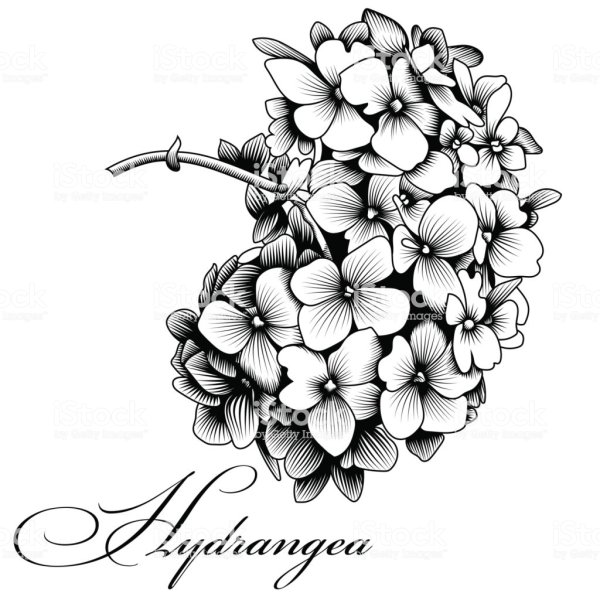 Гортензия букет рисунок