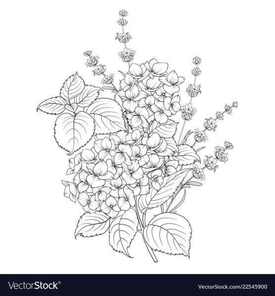 Ботаника гортензия раскраска