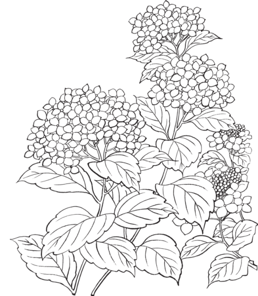 Гортензия метельчатая раскраска