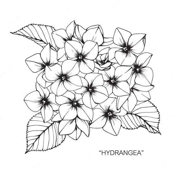 Гортензия вектор чб