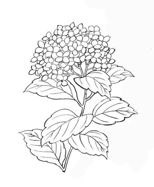 Гортензия кустарник