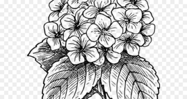 Гортензия карандашом