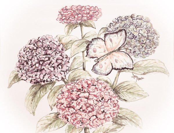 Гортензия для срисовки