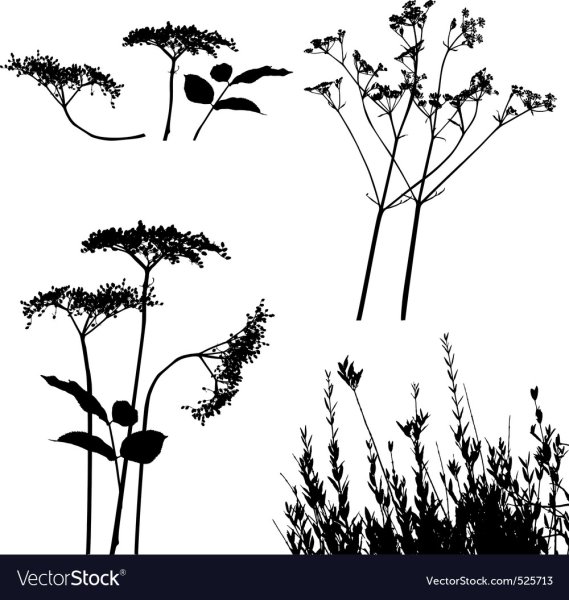 Борщевик Сосновского листья соцветия