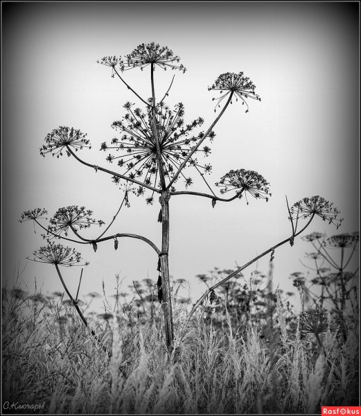 Бедренец семейство зонтичные